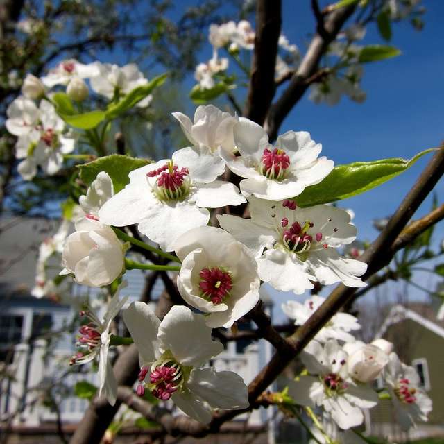 Chanticleer Pear Tree Chanticleer Pear Tree