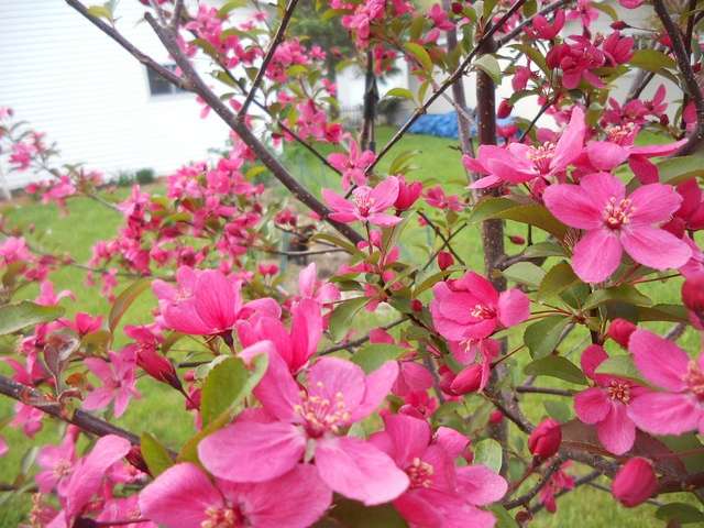 Prairiefire Crabapple Tree Prairiefire Crabapple Tree in Idaho