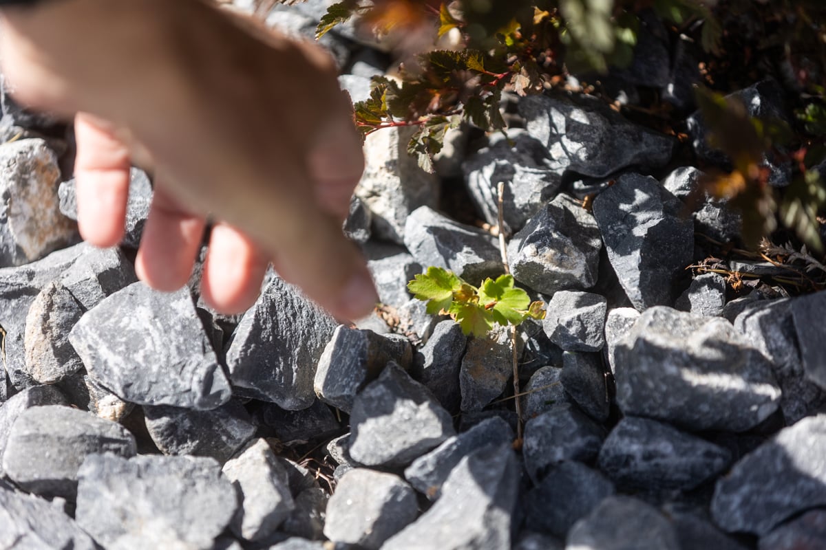 residential maintenance weed in gravel planting bed