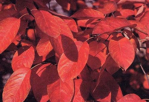 autumn brilliance serviceberry tree