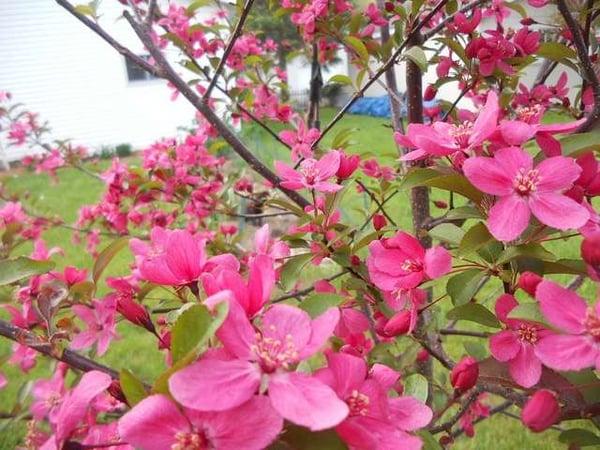 Prairiefire Crabapple Tree in Idaho