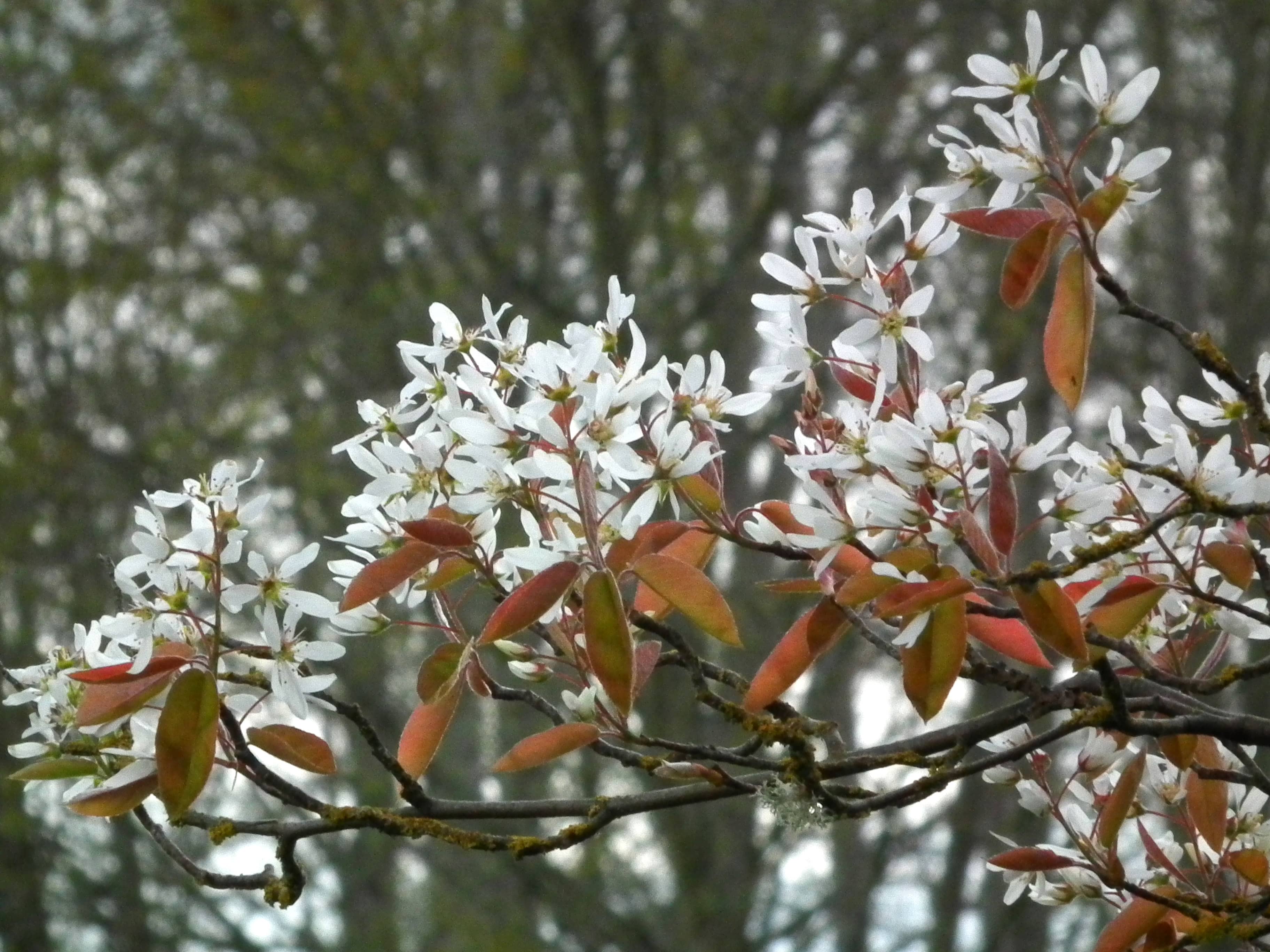 Amelanchier_x_grandiflora Serviceberry CC