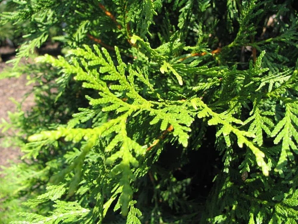 Arborvitae Green Giant CC
