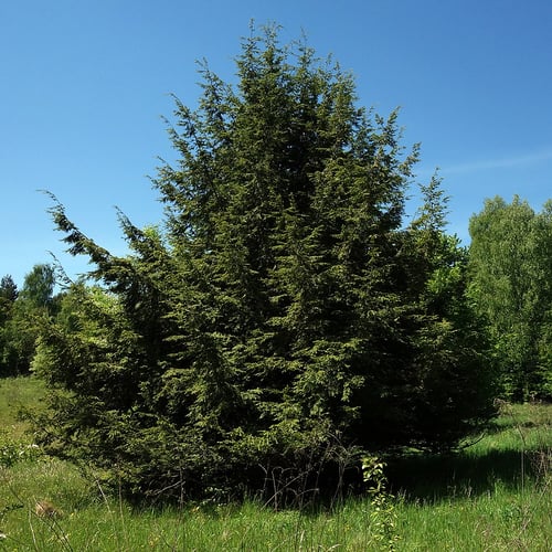 Candian Hemlock