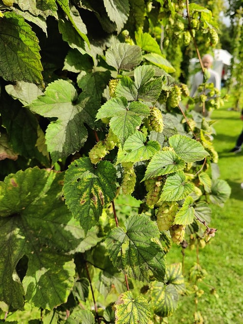 Hops Vine for privacy