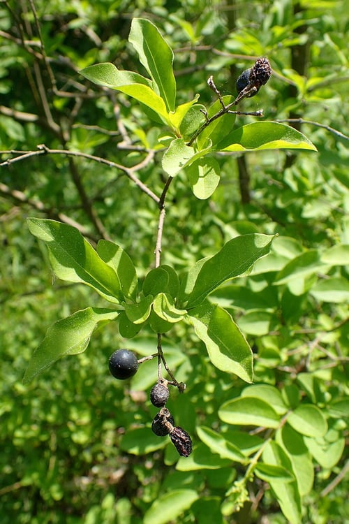 North Privet