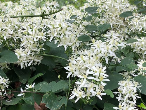 CC - Sweet Autumn Clematis