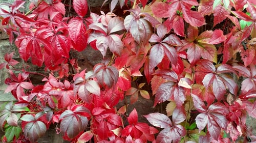 Virginia Creeper Vine