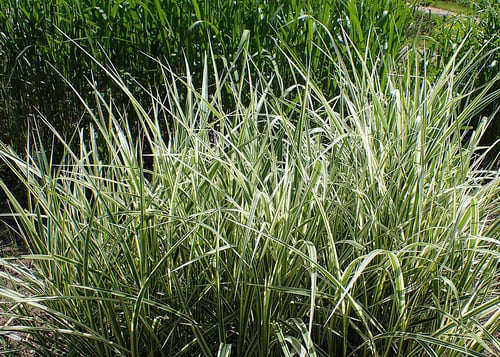 Zebra Grass