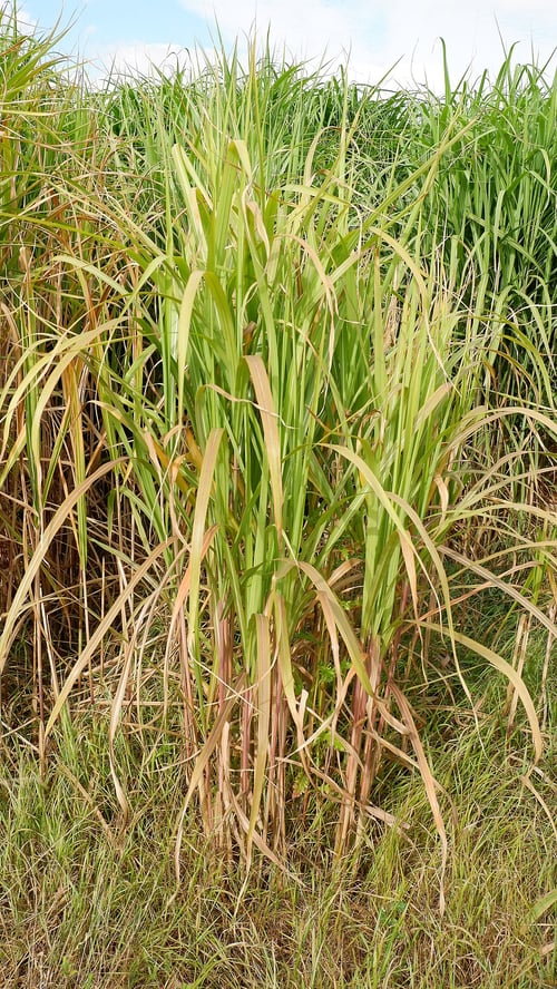 giant silver grass