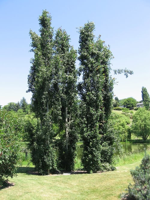 Swedish Aspen Tree