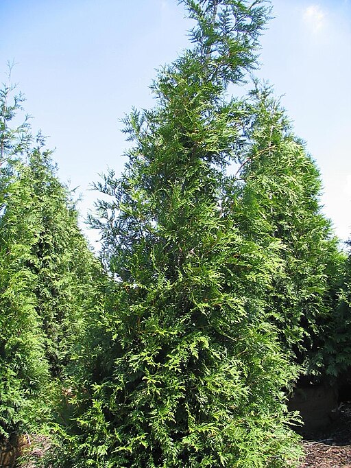 CC- Green Giant Arborvitae