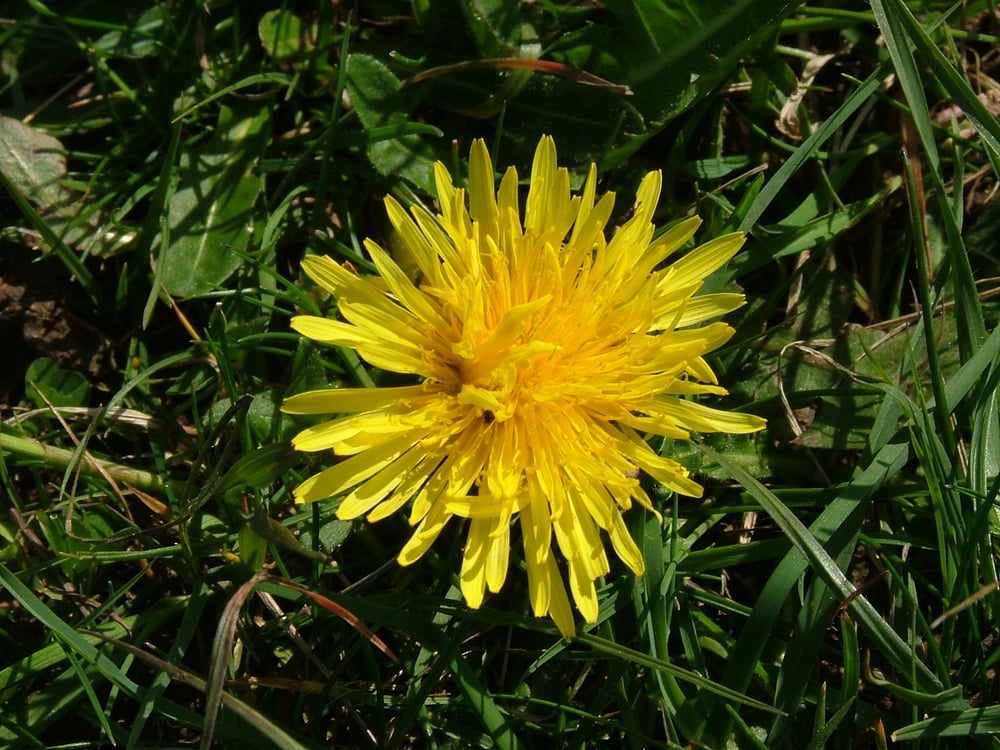 Dandelion in grass