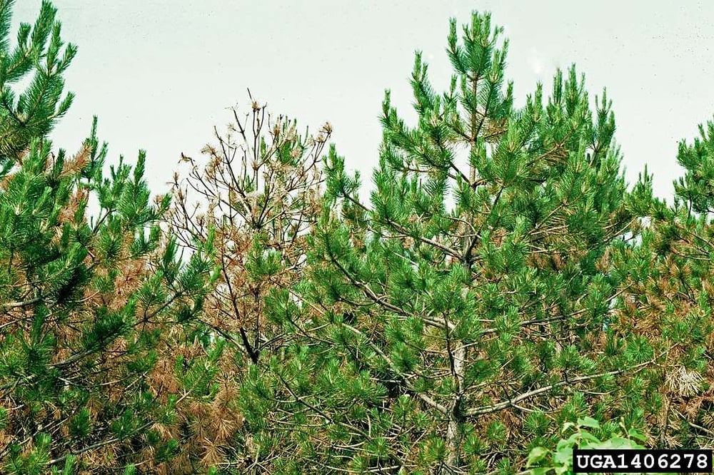 pine wilt tree disease