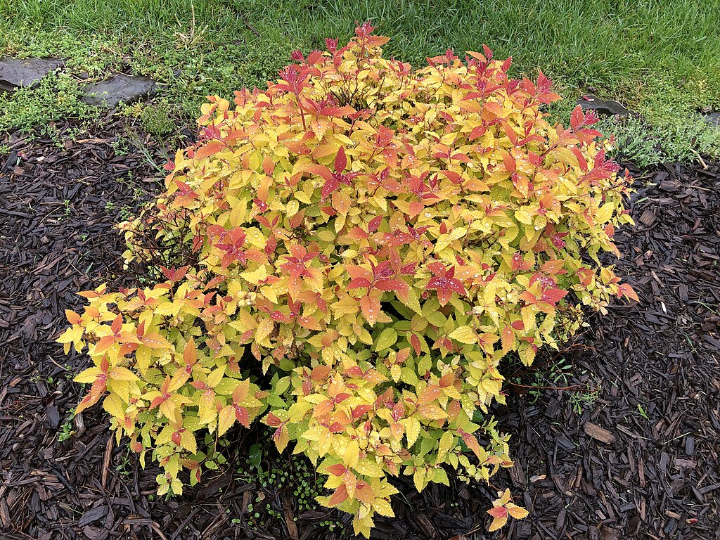 CC-spirea