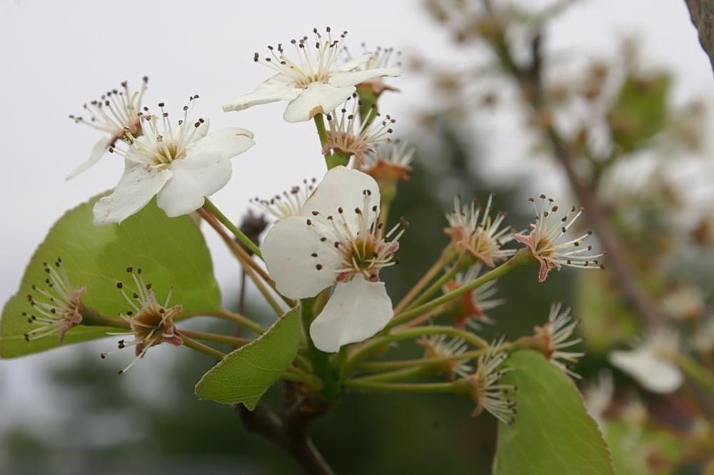 Callery Pear Tree (Pyrus calleryana Chanticleer)