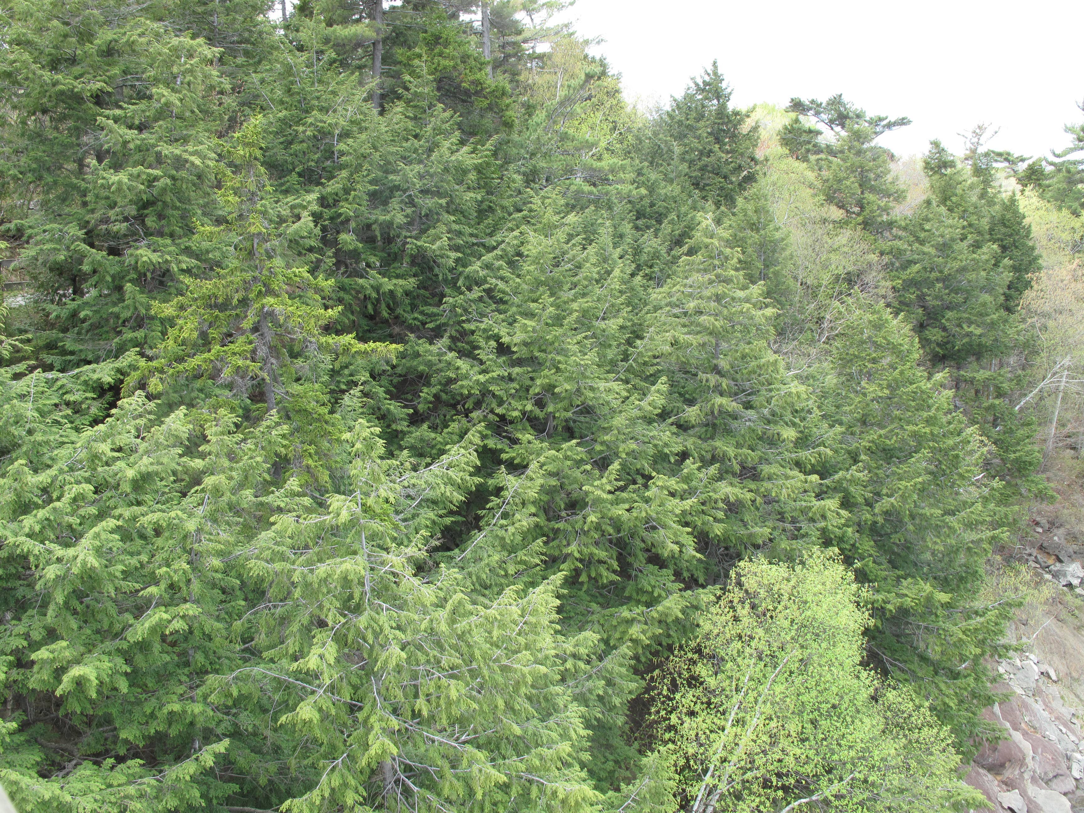Canadian Hemlock (Tsuga canadensis) CC