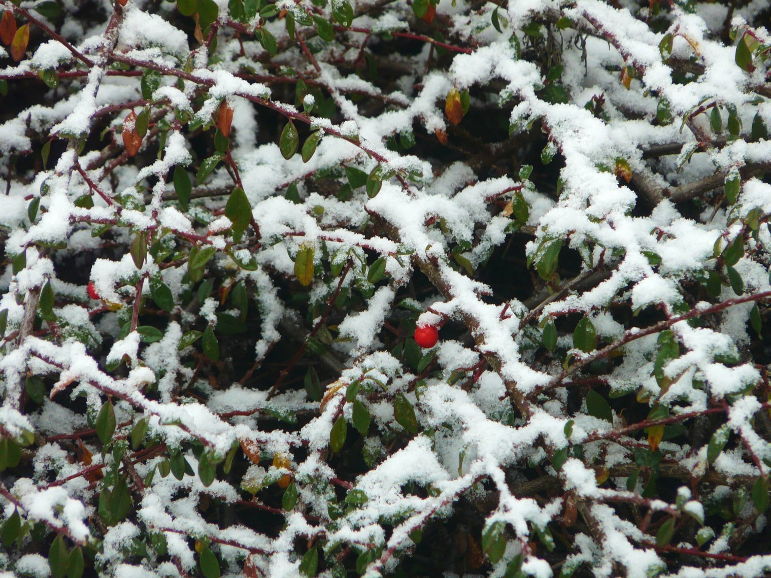 Cotoneaster in Snow CC