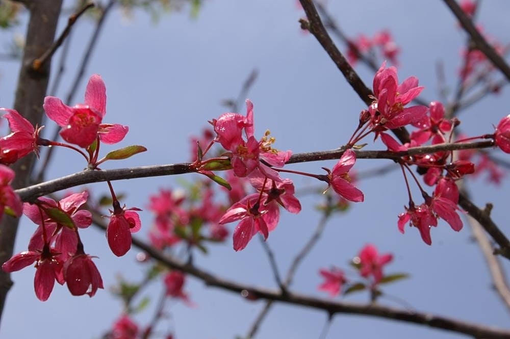 Crabapple (Malus) Prairiefire CC