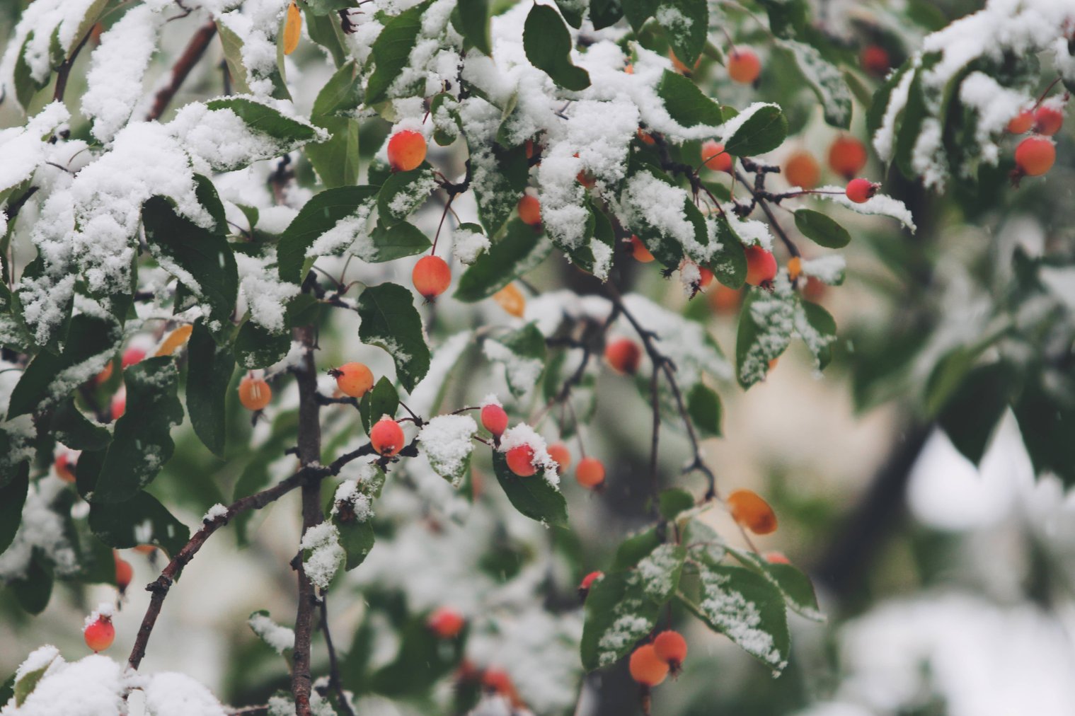 Crabapple (Malus) in Snow CC