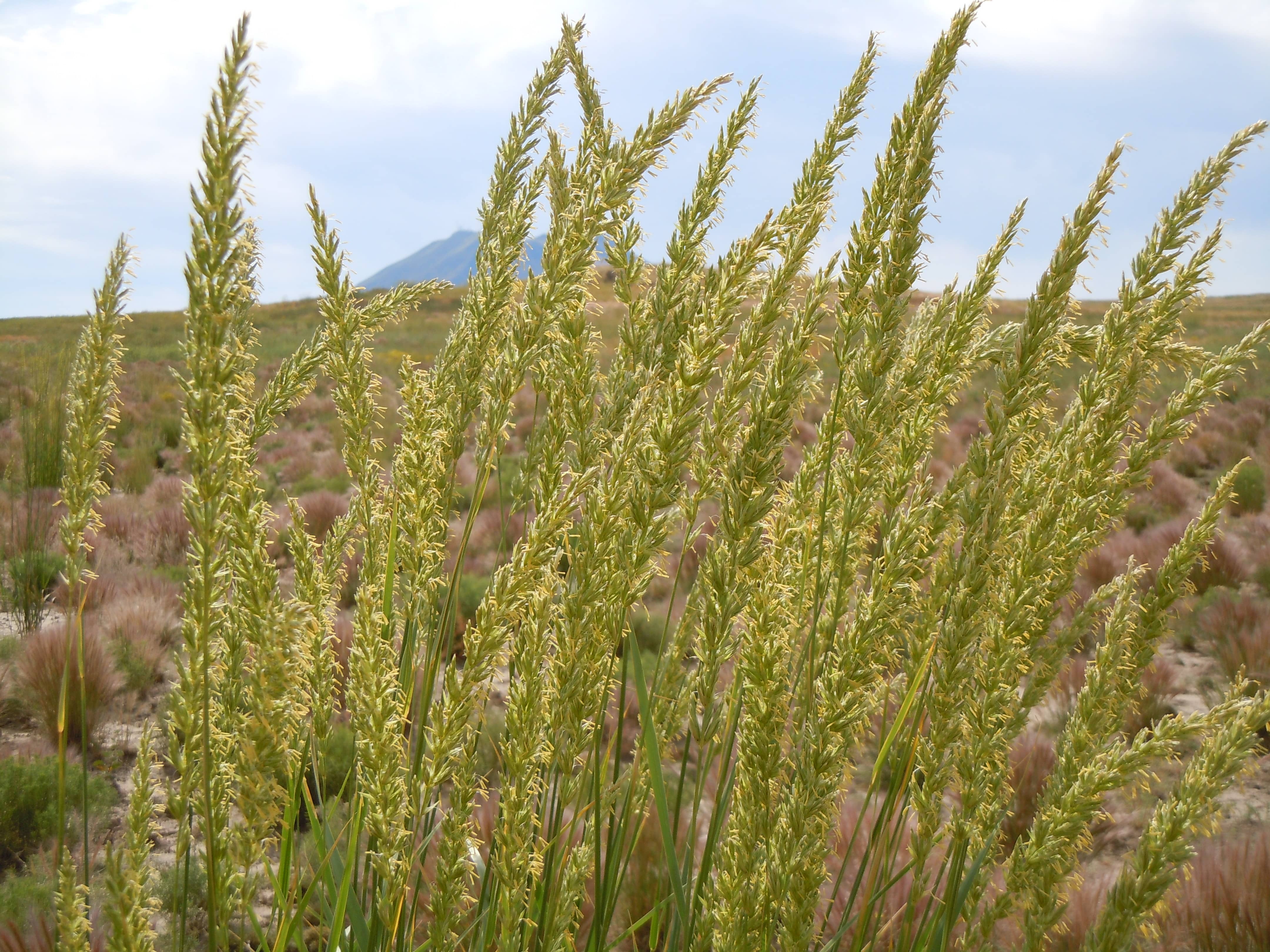 Great Basin Wildrye Grass (Leymus cinereus)