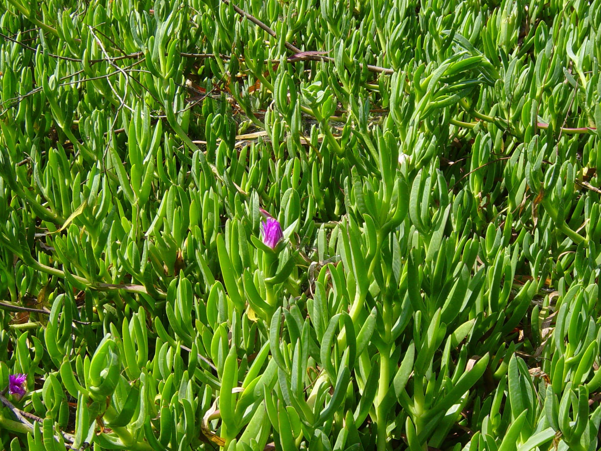 Ice Plant caprobrotus CC (1)