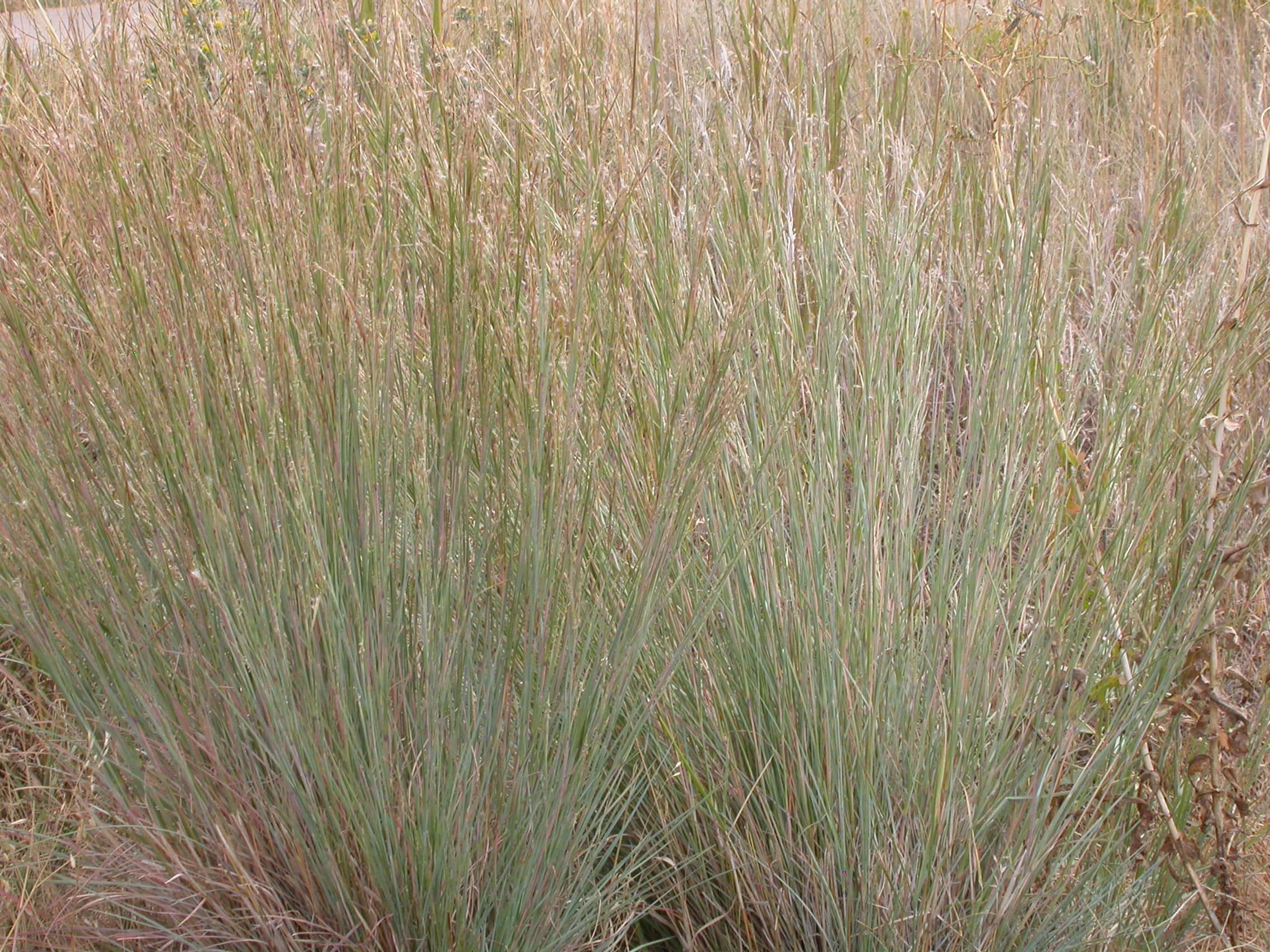 Little Bluestem Grass (Andropogon scoparius) CC