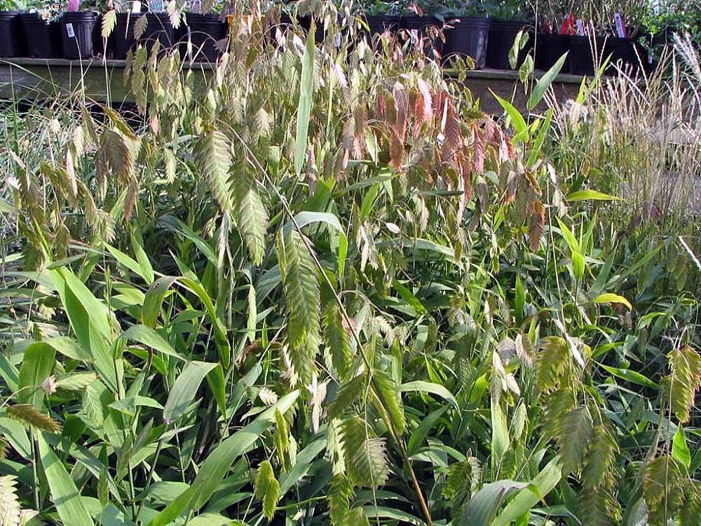 Northern Sea Oats Grass (Chasmanthium latifolium)