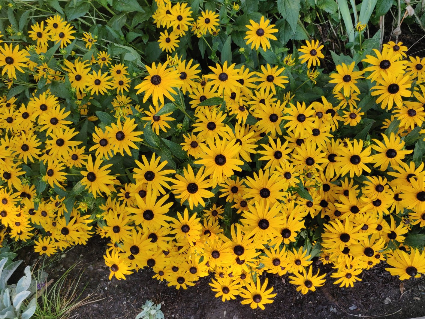 Rudbeckia Black Eyed Susan CC
