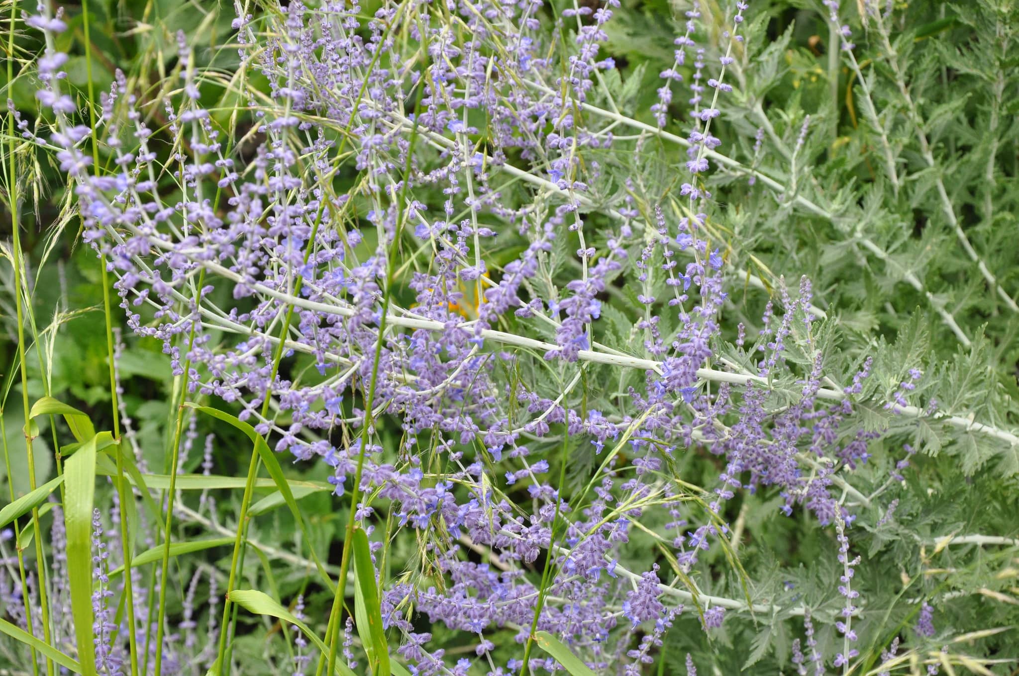 Russian Sage perovskia atriplicifolia CC