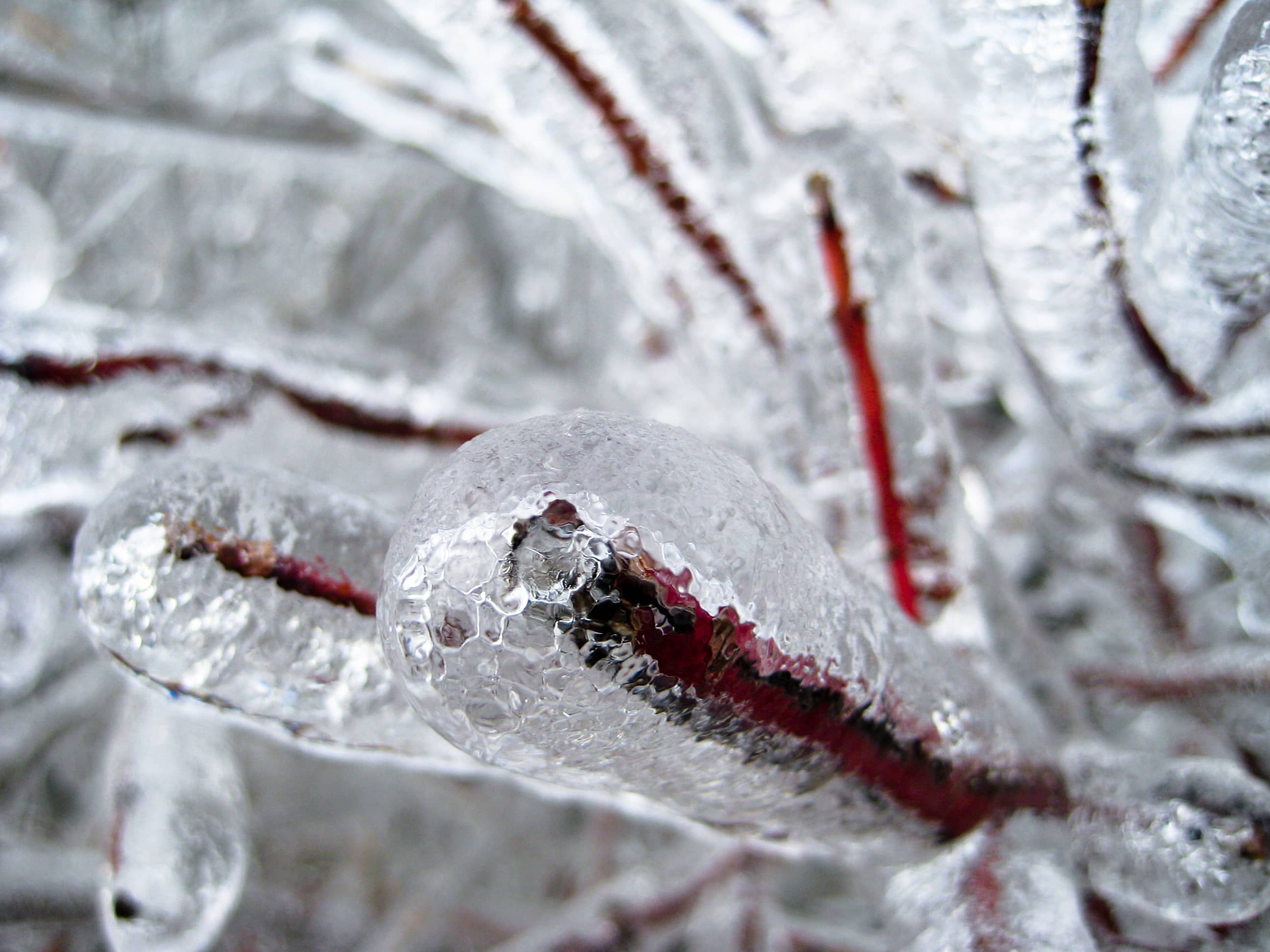 Shrub In Ice CC (1)