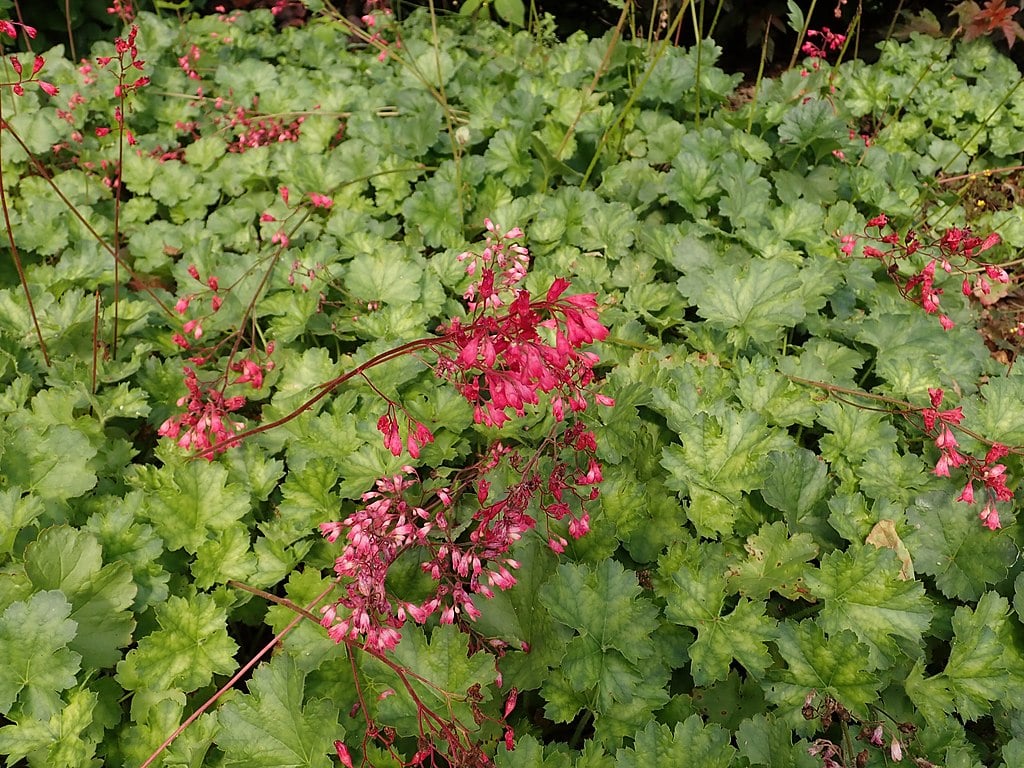 coral bells