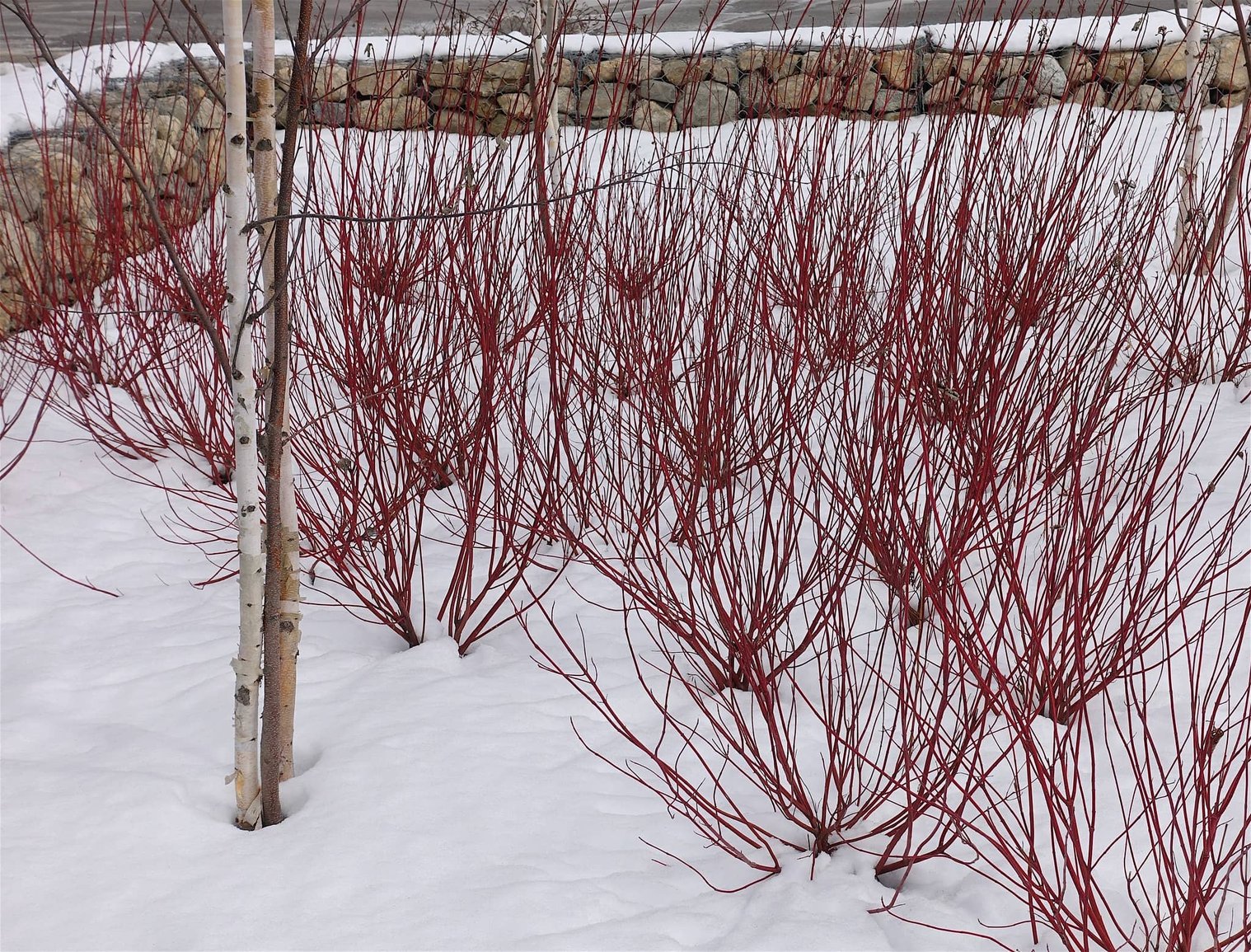 redtwig dogwood snow (1) (2)