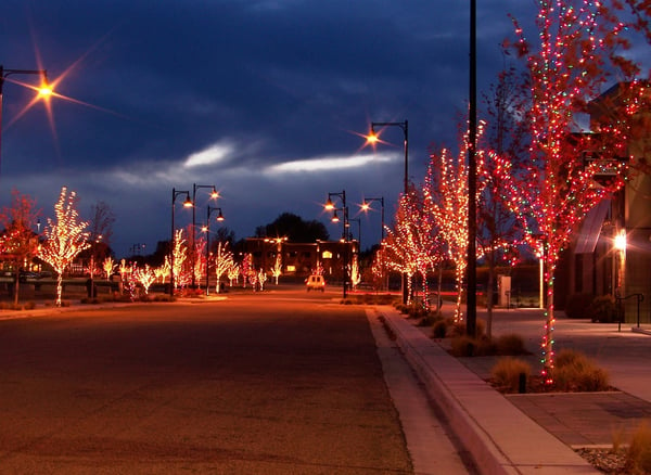 Trees wrapped in holiday lights