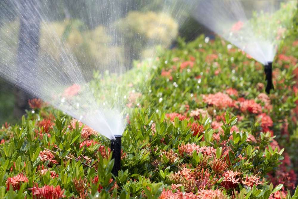 sprinkler heads water flowers