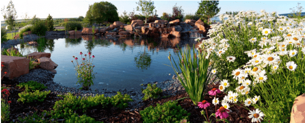 Nice pond with a rock feature