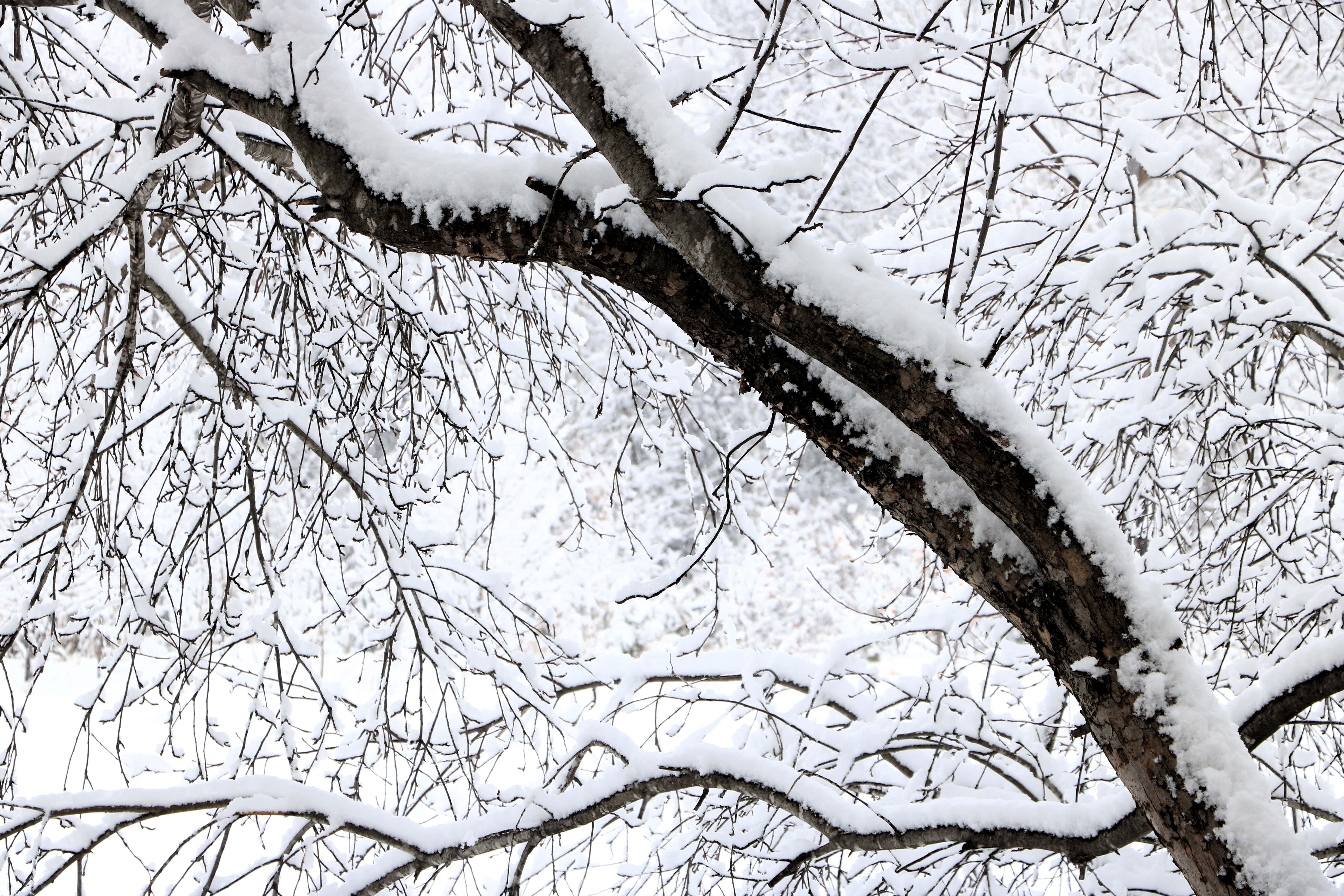 snow covered branches