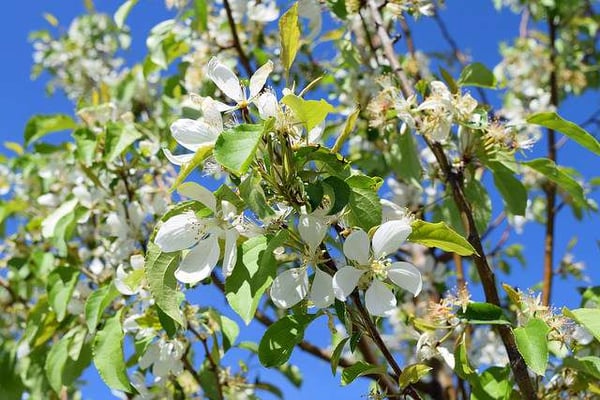 Spring Snow Crabapple Tree