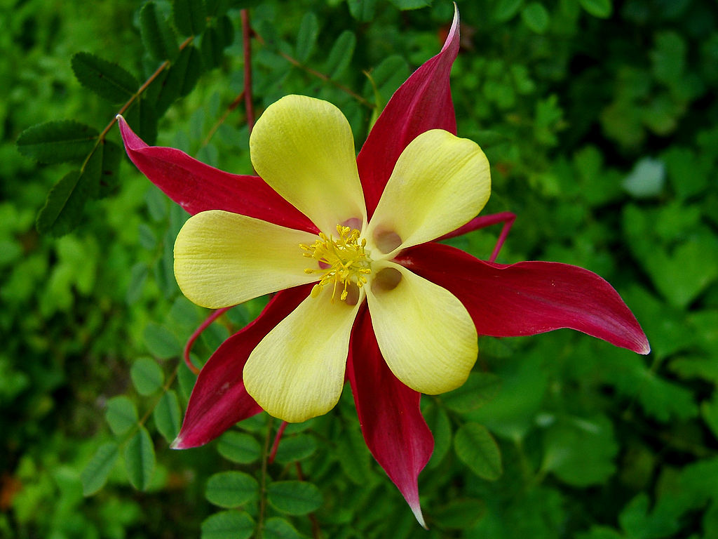 Columbine flower