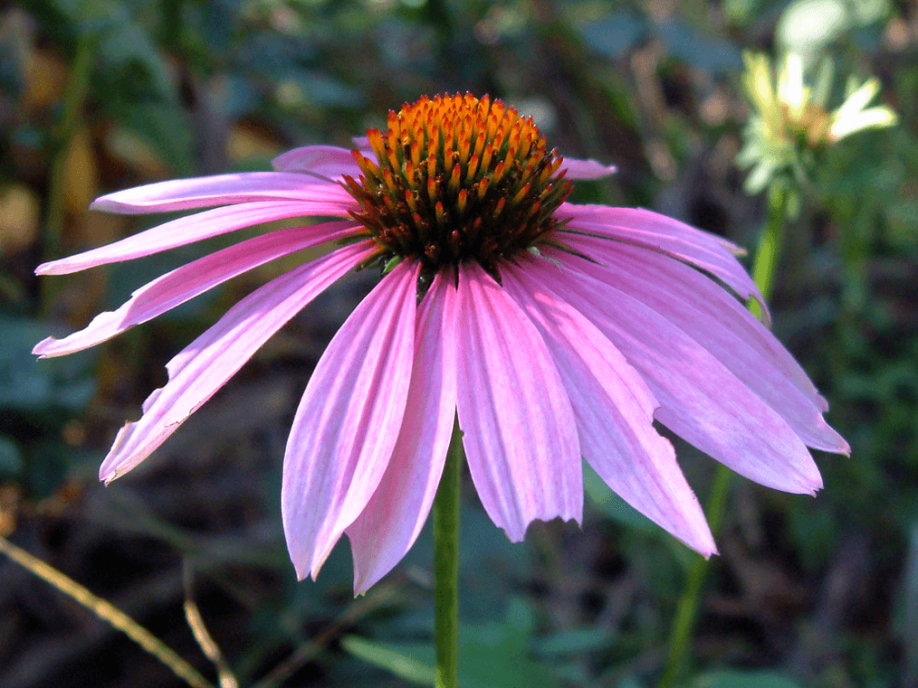 Low-maintenance Coneflower