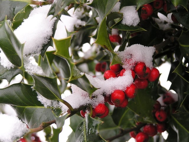 Holly Berries