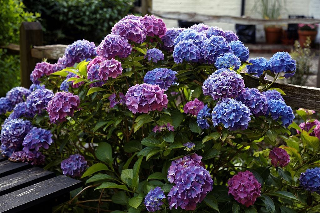 Hydrangea