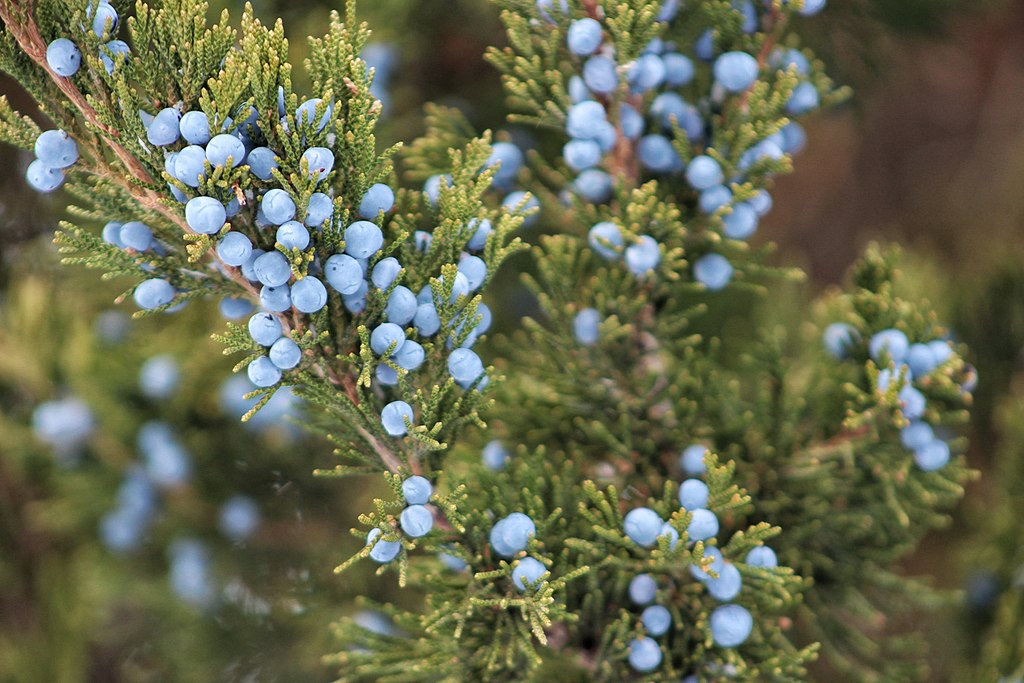 Colorful Juniper Berries