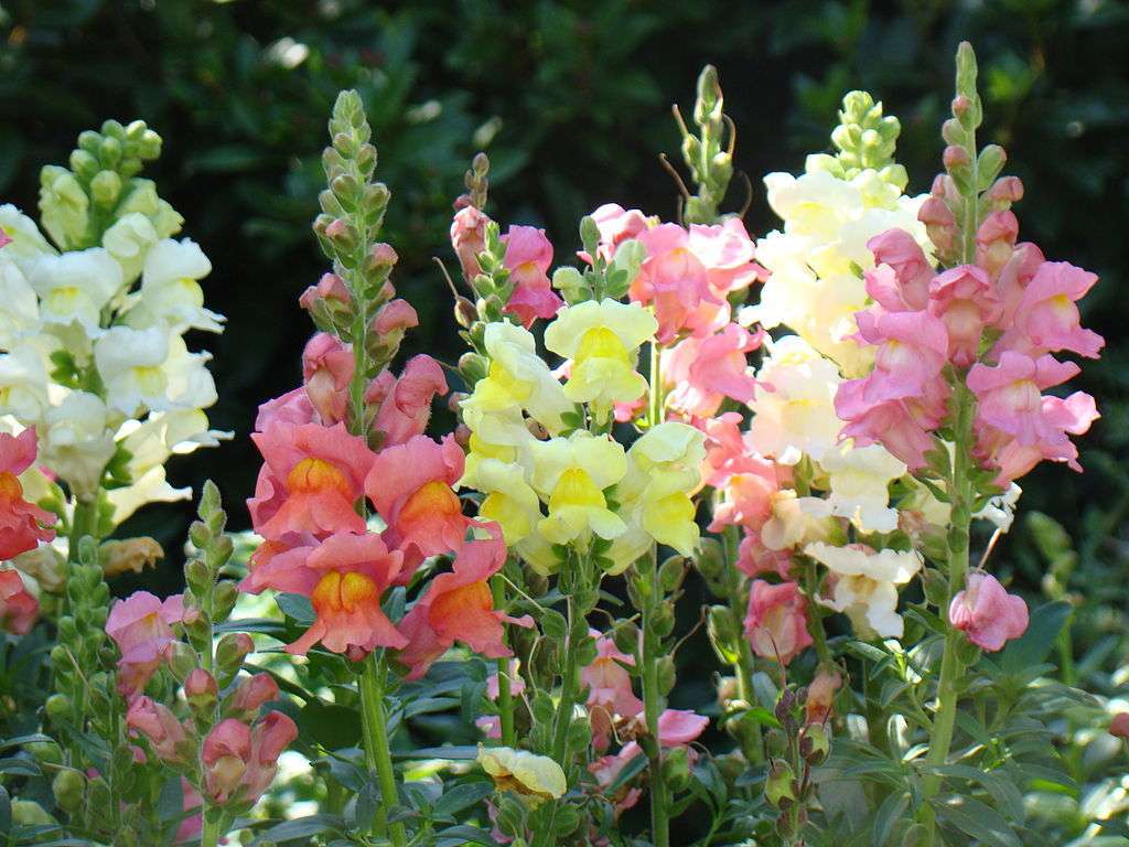 Snapdragon flowers