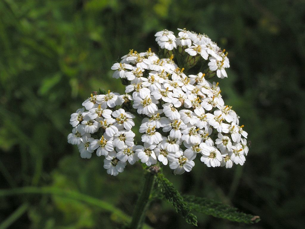 Western Yarrow - Idaho Native Plant