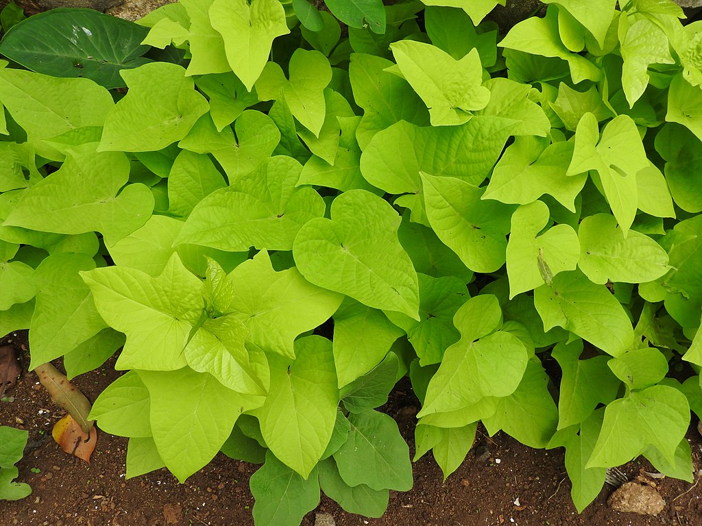 Sweet potato vine