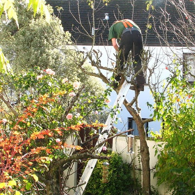 Tree being pruned