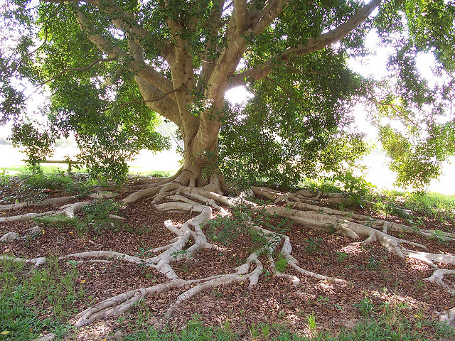 tree with roots coming out of ground