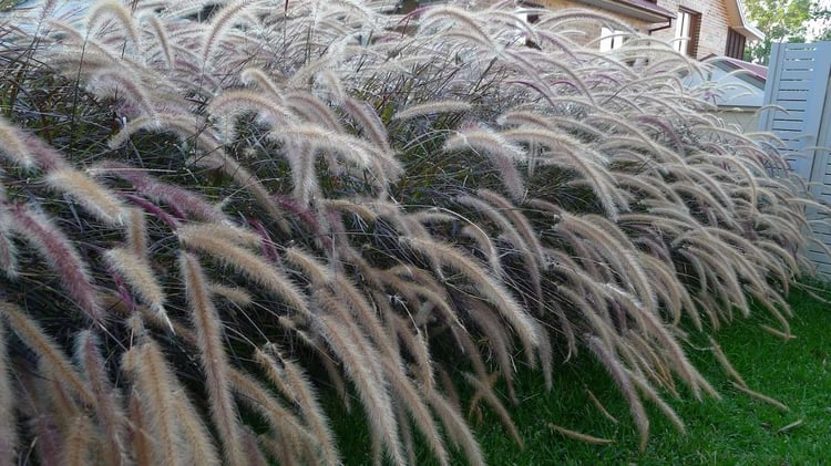 Purple-Fountain-Grass