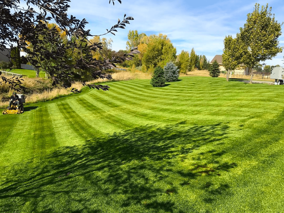 green grass with mow lines